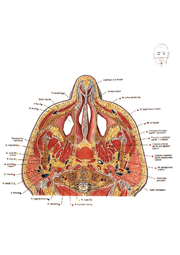 Miniatura del documento Cabeza-cortes.pdf