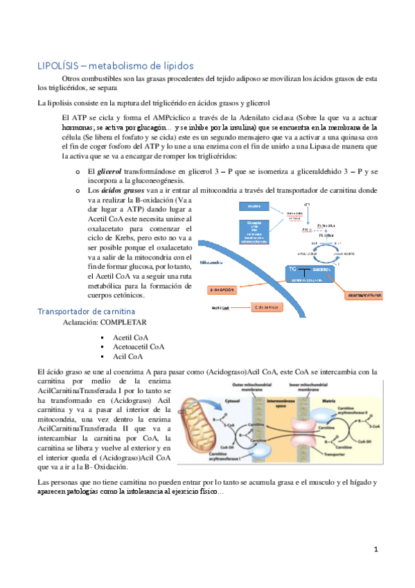 Miniatura del documento METABOLISMO-LIPIDOS.pdf