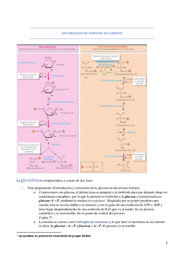 Miniatura del documento METABOLISMO-DE-HIDRATOS-DE-CARBONO.pdf