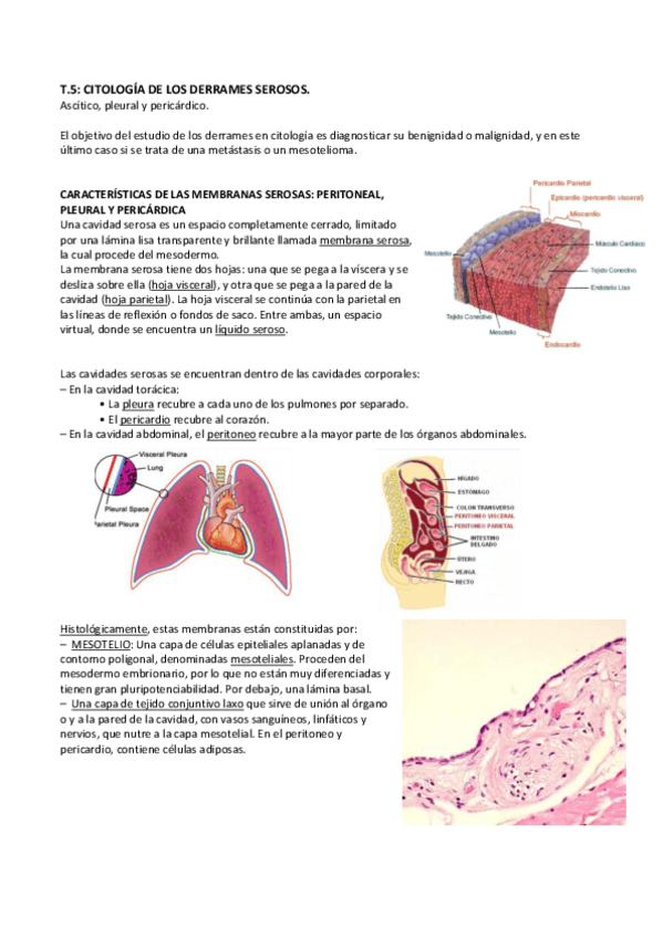 Miniatura del documento SEROSOS.pdf