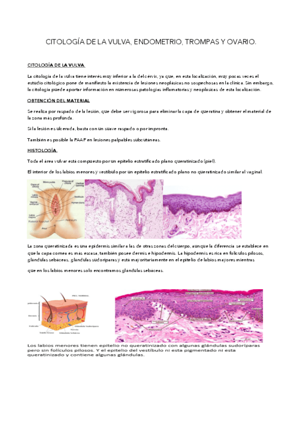 Miniatura del documento Ud-9-citologia-vulva-endome.pdf