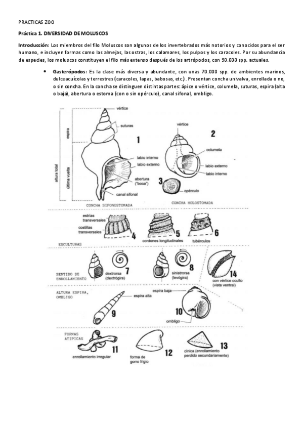 Miniatura del documento PRACTICAS-ZOO.pdf
