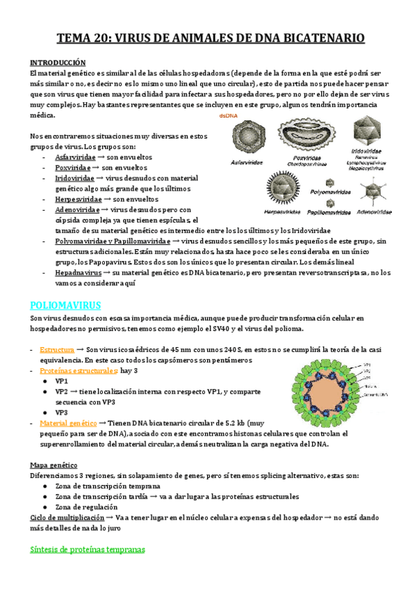 Miniatura del documento TEMA-20-VIRUS-DE-ANIMALES-DE-DNA-BICATENARIO.pdf