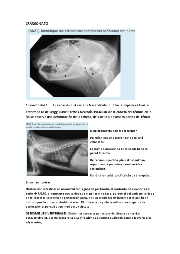 Miniatura del documento PREGUNTAS-DIAGNOSTICO.pdf