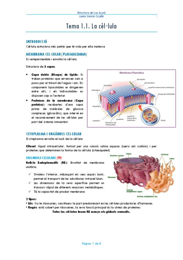 Miniatura del documento Resum-Tema-1-La-cellula.pdf