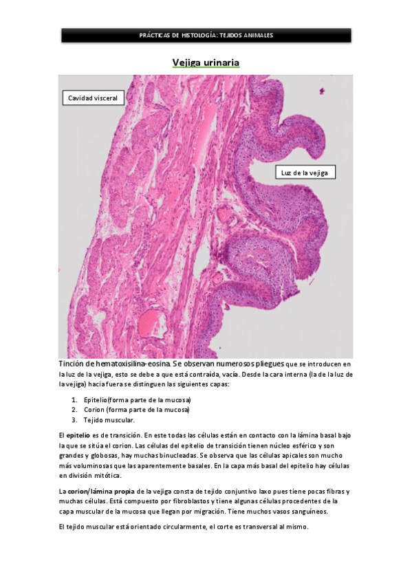 Miniatura del documento tejidos animales.pdf