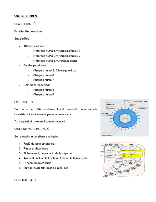 Miniatura del documento VIRUS-HERPES.pdf