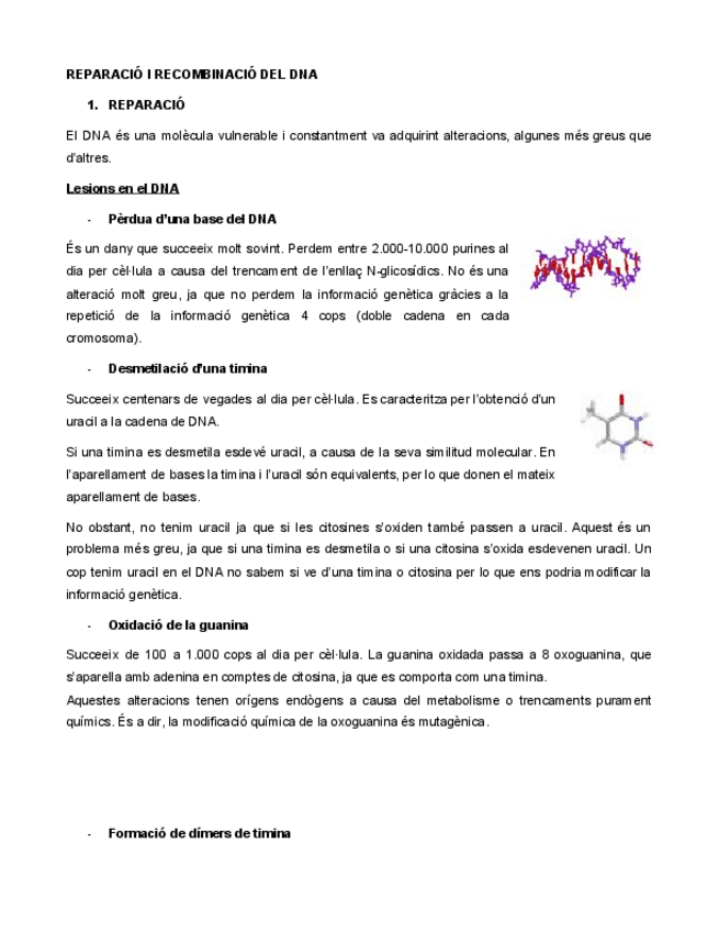 Miniatura del documento REPARACIO-I-RECOMBINACIO-DEL-DNA.pdf