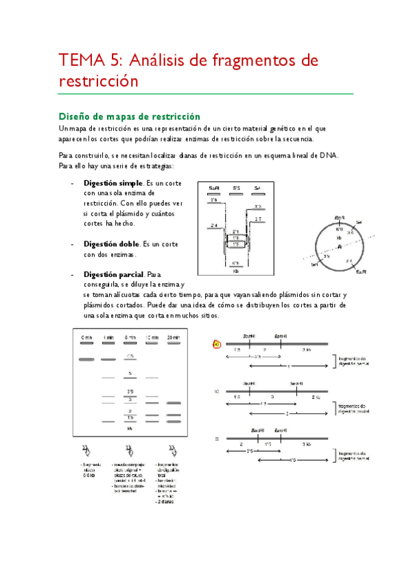 Miniatura del documento TEMA-5.pdf
