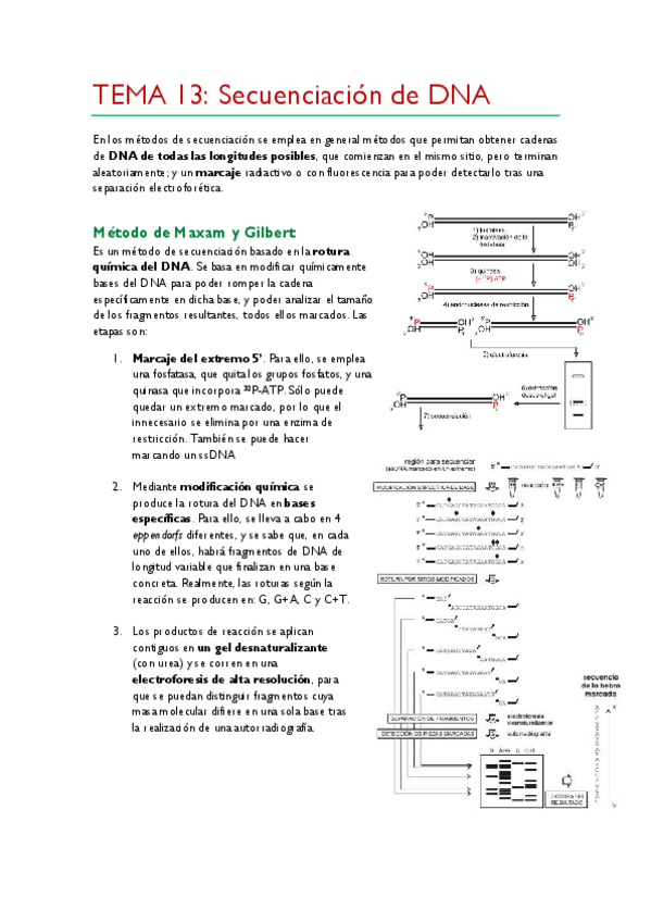 Miniatura del documento TEMA-13.pdf