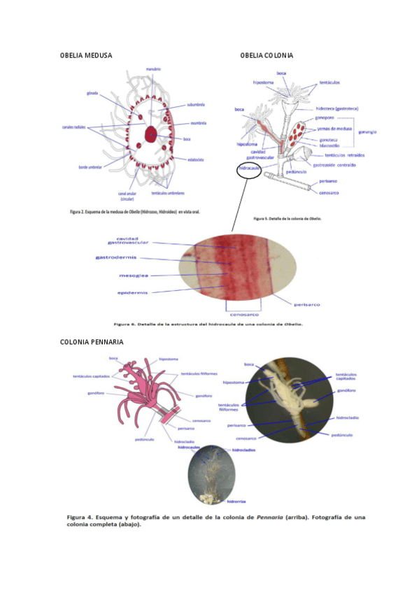 Miniatura del documento Examen-practicas-lab-Zoologia.pdf