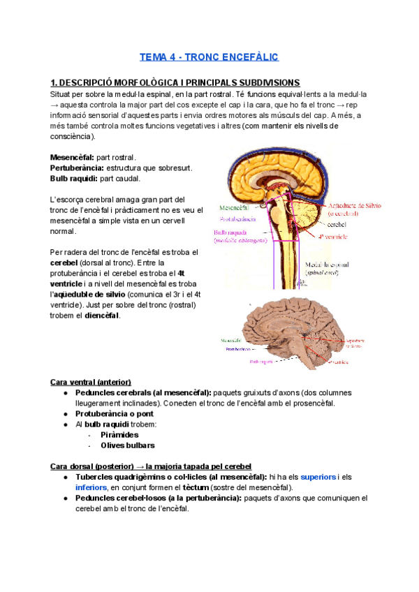 Miniatura del documento TEMA-4-TRONC-ENCEFALIC.pdf