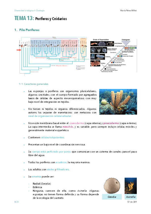 Miniatura del documento Diversidad-biologica-wuolah-t-13.pdf