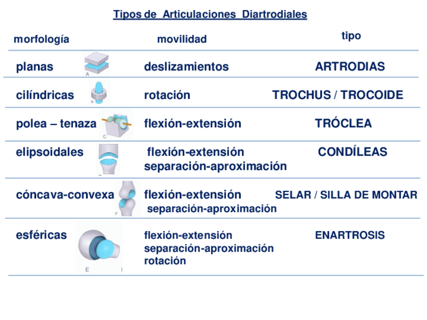 Miniatura del documento Clasificacion-Tipos-de-articulaciones-diartrodiales.pdf
