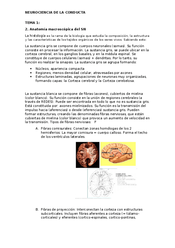 Miniatura del documento TEMA-1.docx