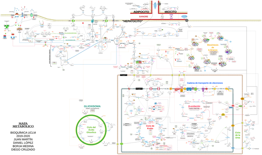 Miniatura del documento MAPA-METABOLICO-FINAL.pdf