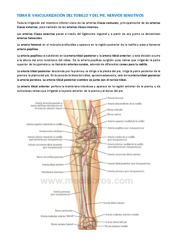 Miniatura del documento TEMA-ANATOMIA-ESPECIFICA-55-64.pdf