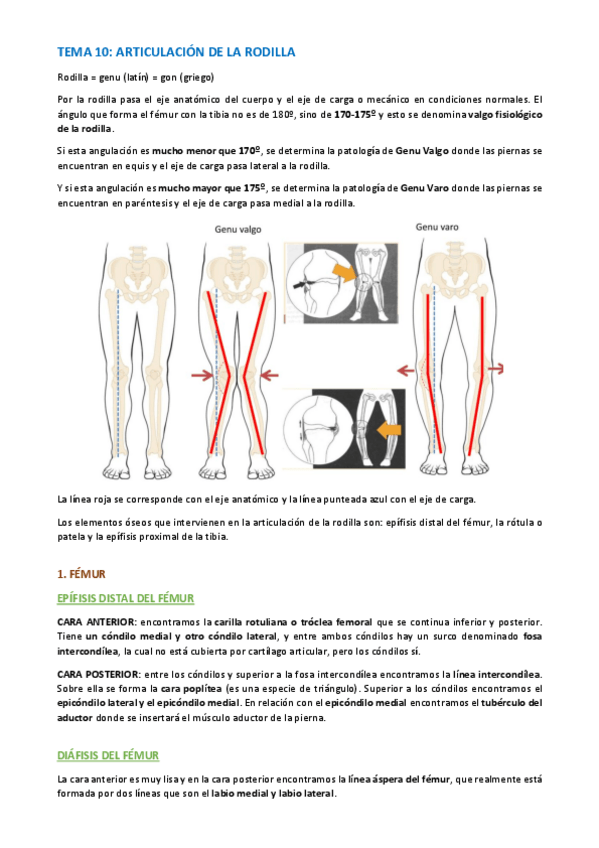 Miniatura del documento TEMA-ANATOMIA-ESPECIFICA-74-79.pdf
