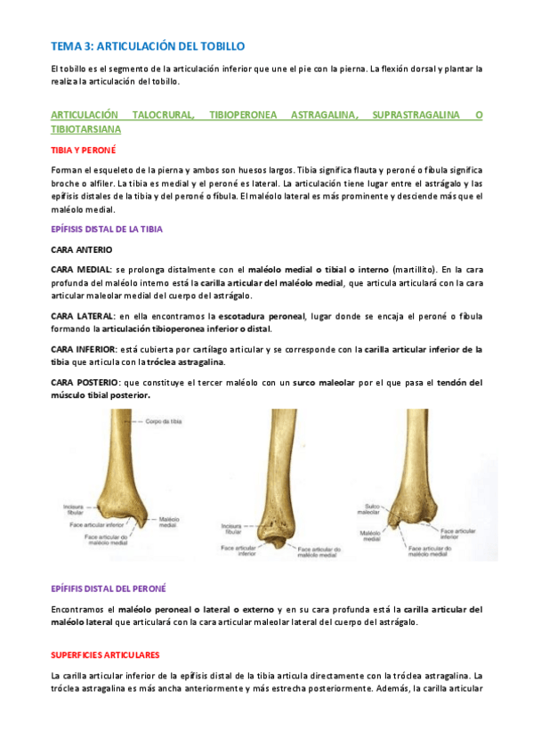 Miniatura del documento TEMA-ANATOMIA-ESPECIFICA-22-26.pdf