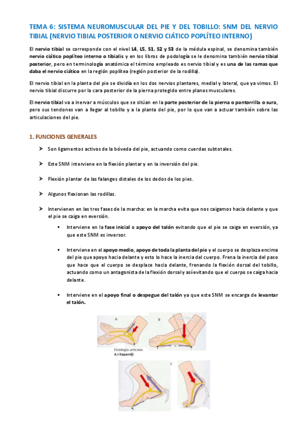 Miniatura del documento TEMA-ANATOMIA-ESPECIFICA-39-47.pdf