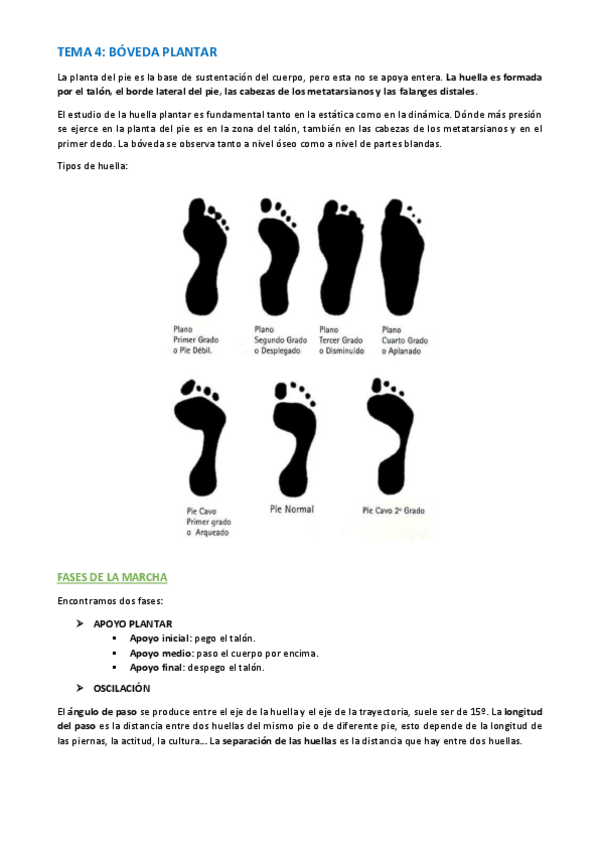 Miniatura del documento TEMA-ANATOMIA-ESPECIFICA-27-30.pdf