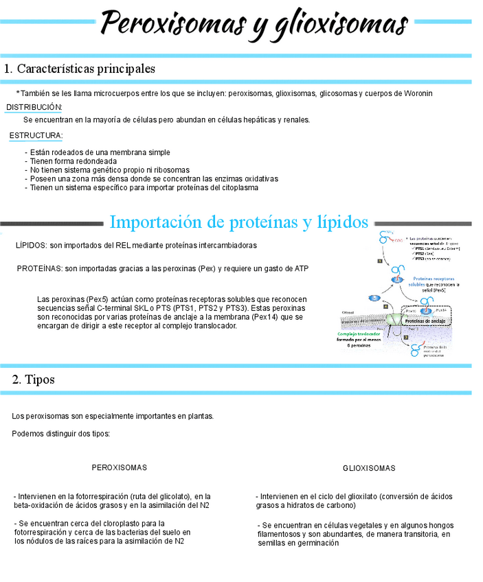 Miniatura del documento tema-11-Peroxisomas y glioxisomas.pdf