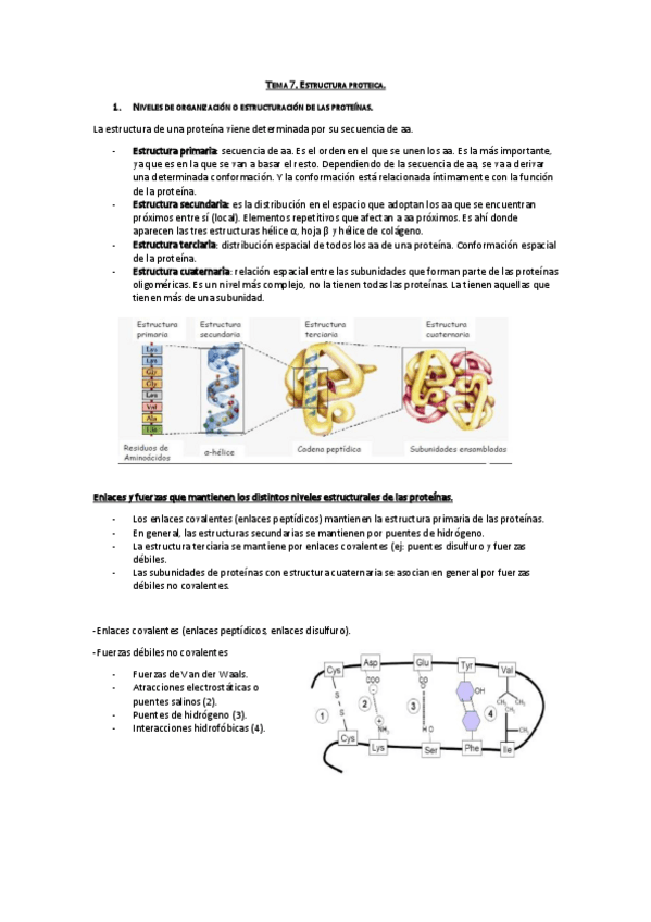 Miniatura del documento Tema 7. Estructura proteica.pdf