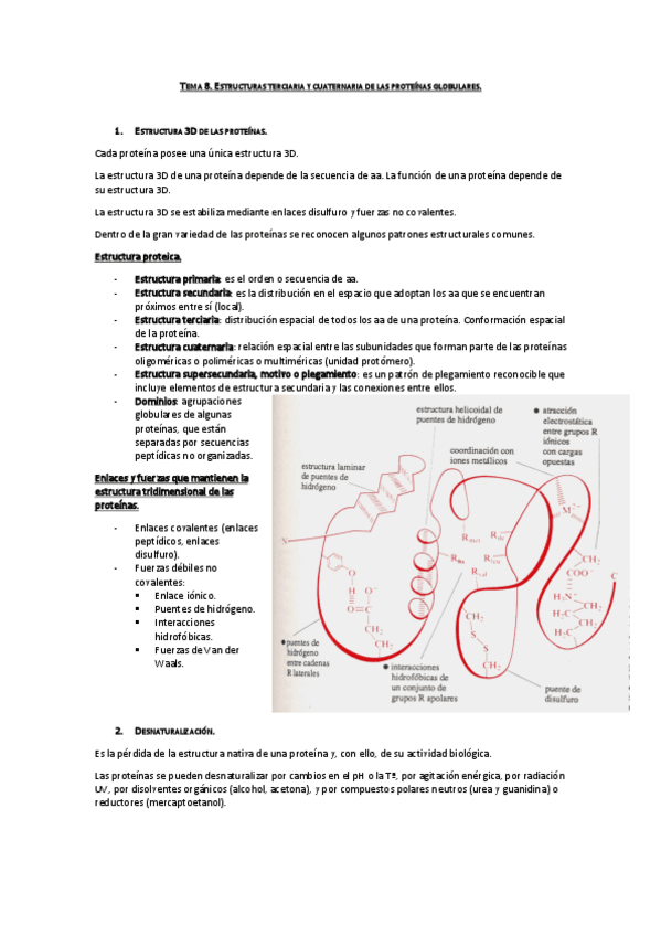 Miniatura del documento Tema 8. Estructura terciaria y cuaternaria de las proteínas globulares.pdf