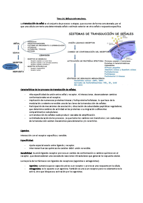 Miniatura del documento Tema 14. Señalización biológica.pdf