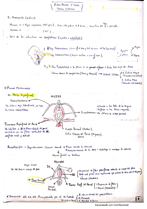 Miniatura del documento Suelo-Pelvico.pdf