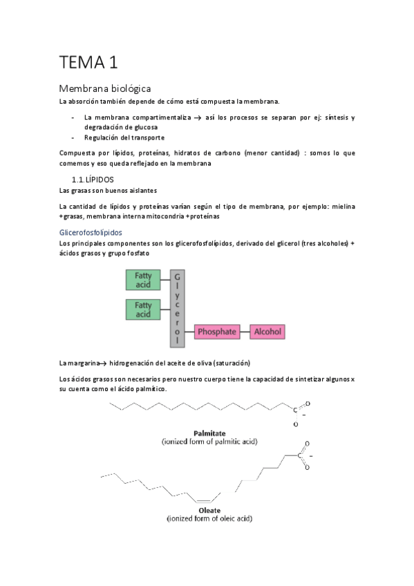 Miniatura del documento APUNTES-BIOQUIMICA-PILAR.pdf