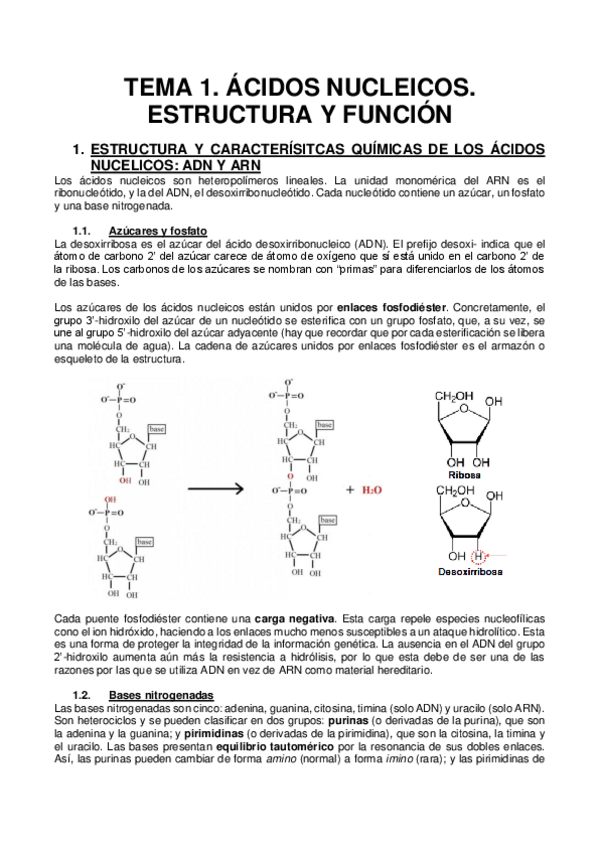 Miniatura del documento 1.ÁCIDOS NUCLEICOS