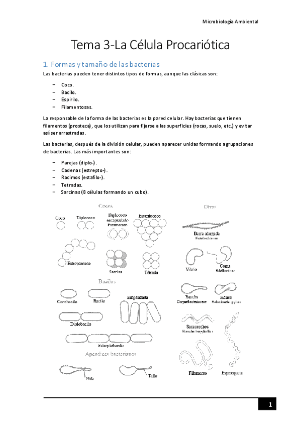 Miniatura del documento Tema-3-La-celula-procariotica.pdf