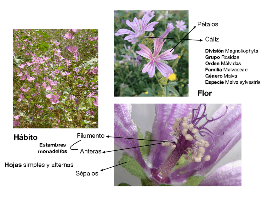 Miniatura del documento Fam.pdf