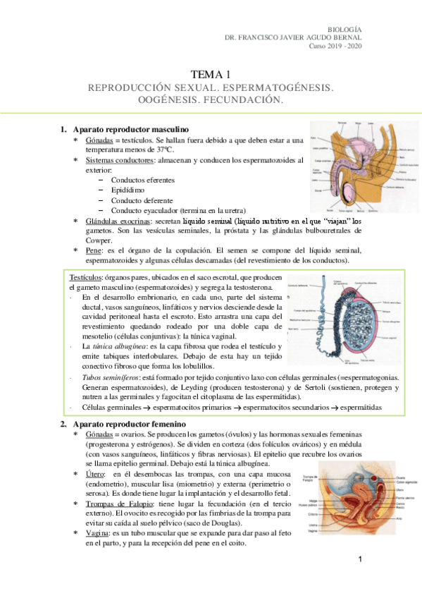 Miniatura del documento Tema-1-REPRODUCCION-SEXUAL.pdf