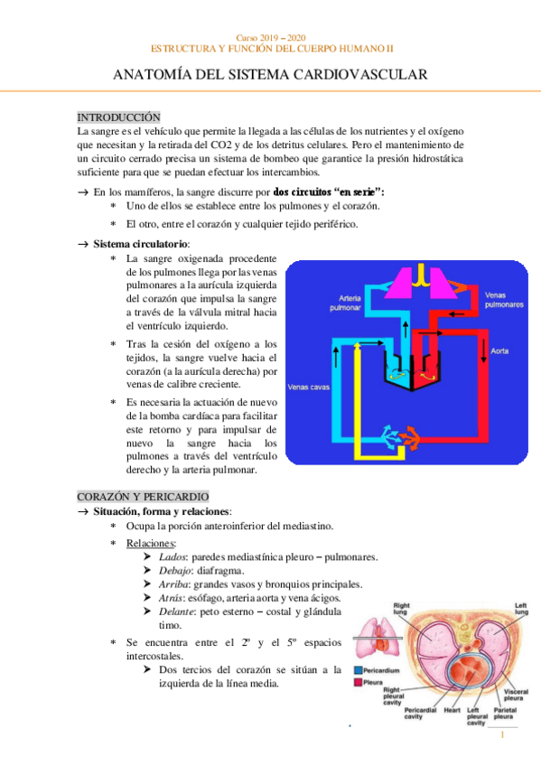 Miniatura del documento Anatomia-Sistema-cardiovascular.pdf