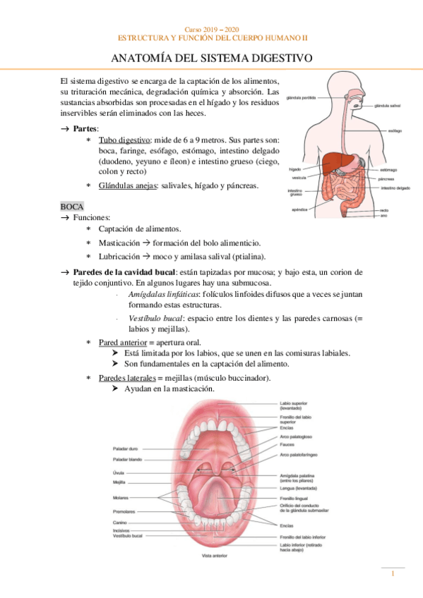 Miniatura del documento Anatomia-Sistema-digestivo.pdf
