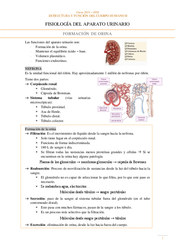 Miniatura del documento Fisiologia-Aparato-urinario.pdf
