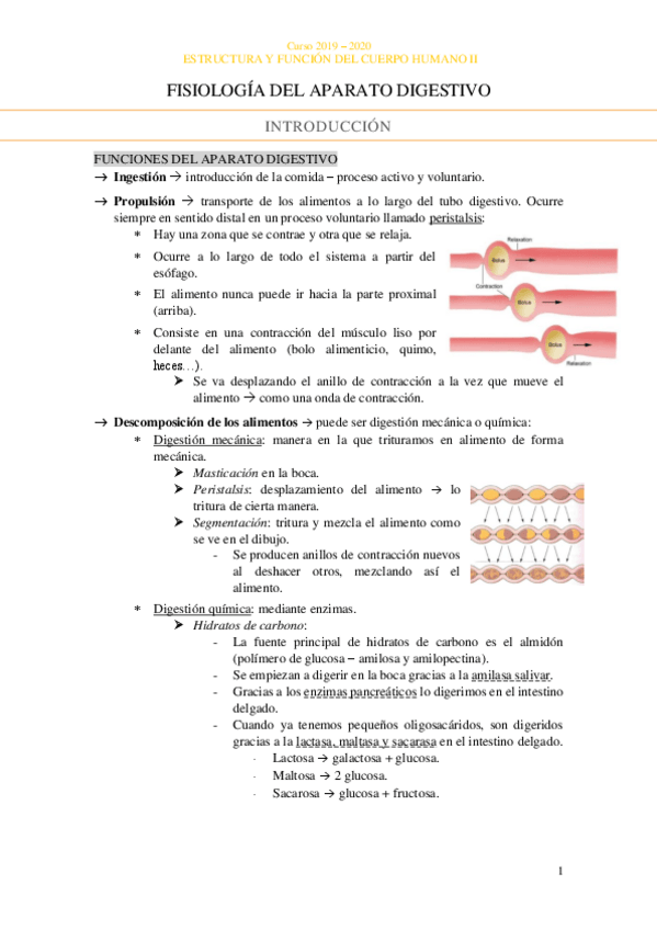 Miniatura del documento Fisiologia-Sistema-digestivo.pdf