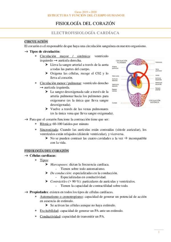 Miniatura del documento Fisiologia-Sistema-cardiovascular.pdf