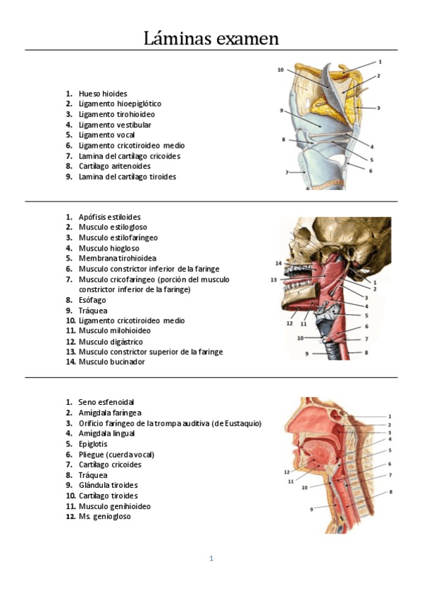 Miniatura del documento Laminas-RESUELTAS.pdf