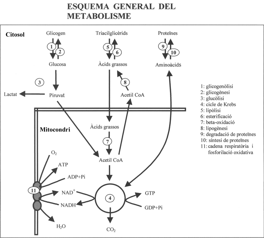Miniatura del documento esquema-general-metabolisme.jpg