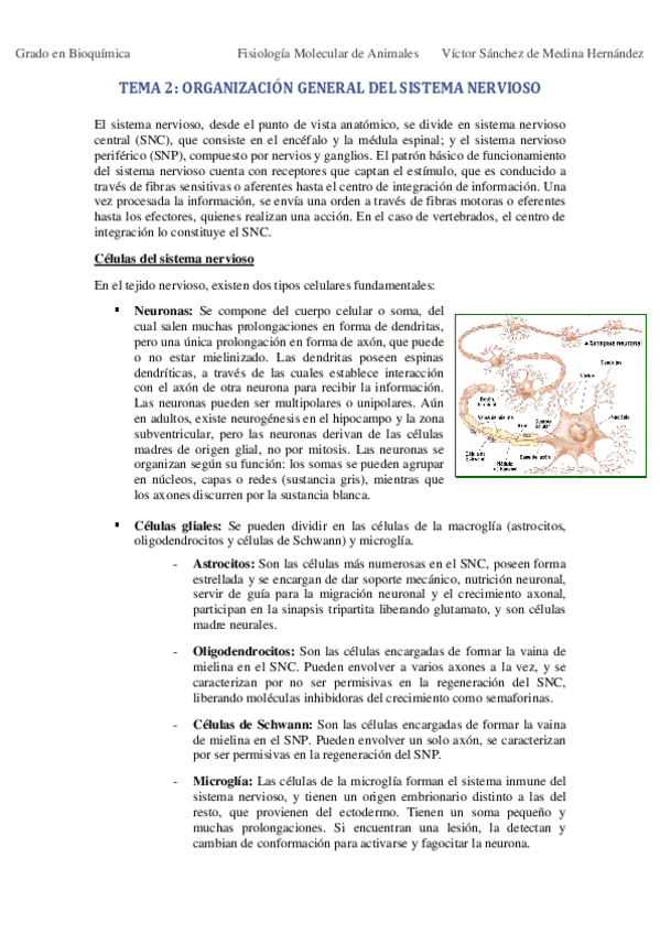 Miniatura del documento Tema 2. Sistema Nervioso VSM.pdf