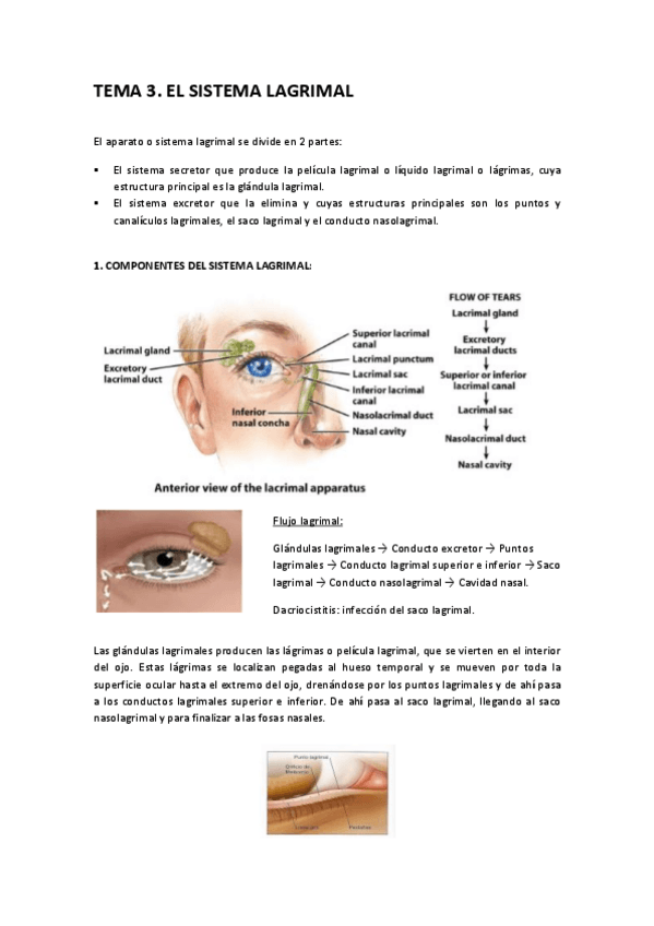 Miniatura del documento TEMA-3.pdf