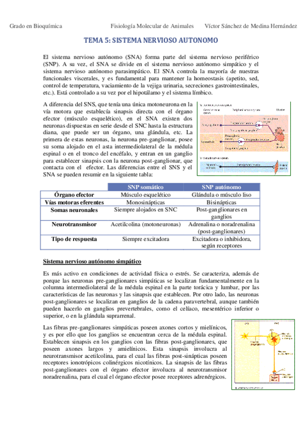 Miniatura del documento Tema 5. Sistema nervioso autónomo VSM.pdf