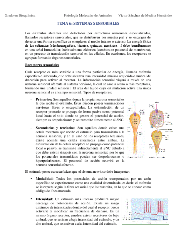 Miniatura del documento Tema 6. Sistemas sensoriales VSM.pdf
