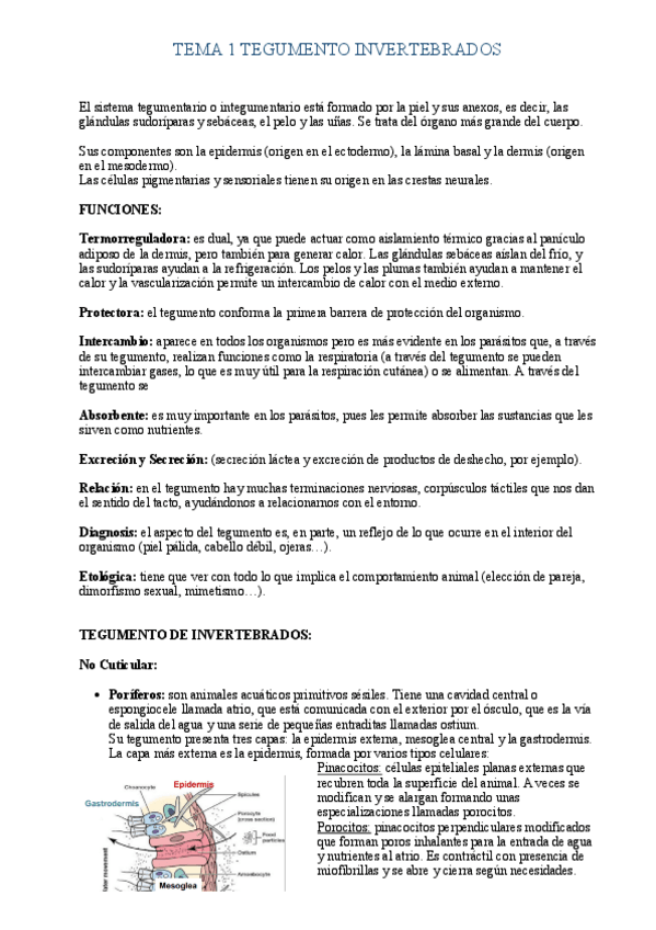 Miniatura del documento Tema-1-Tegumento-Invertebrados.pdf