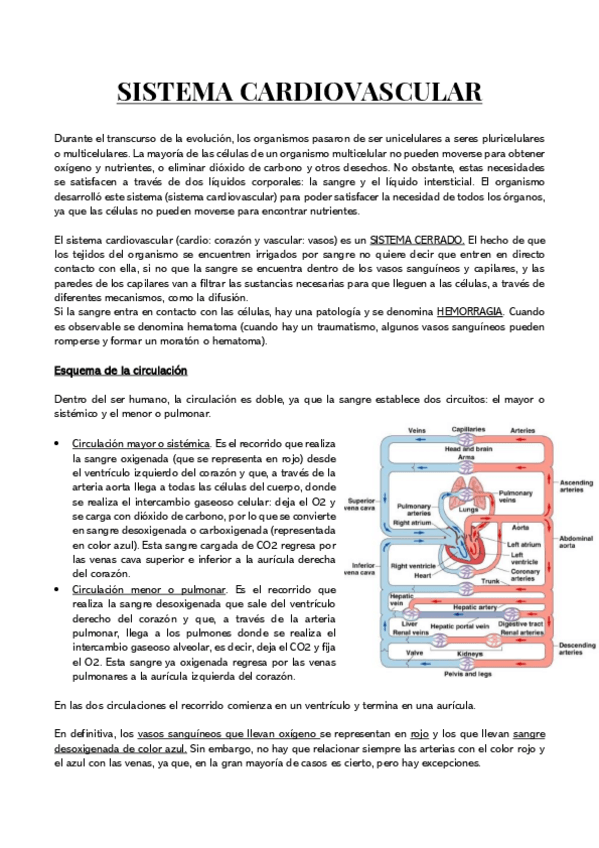 Miniatura del documento Sistema-cardiovascular.pdf