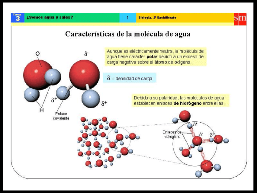 Miniatura del documento agua-y-sales-minerales.pdf
