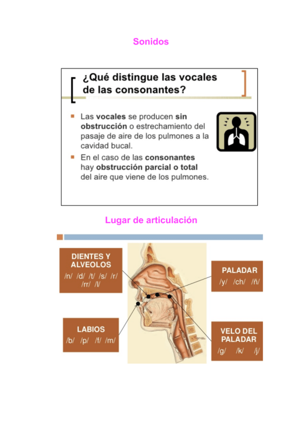 Miniatura del documento LO BÁSICO DE FONÉTICA.pdf
